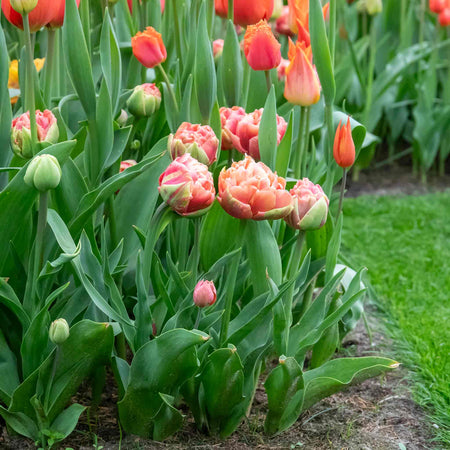 Tulip 'Copper Image' - 10 Bulbs