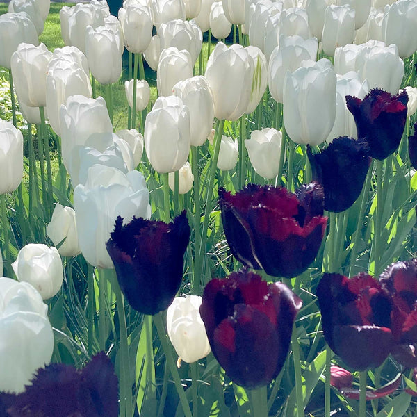 Tulip 'Black and White' Collection - 20 Bulbs