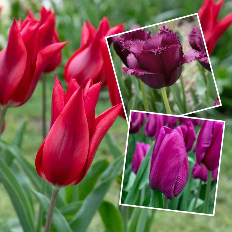 Tulip 'Dark Romance' Collection - 30 Bulbs