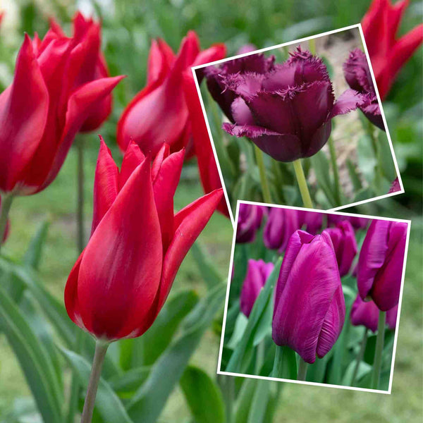 Tulip 'Dark Romance' Collection - 30 Bulbs