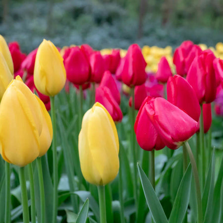 Tulip 'Touch of Amsterdam' Collection - 20 Bulbs