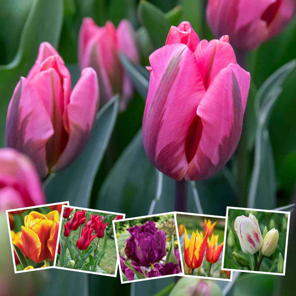 Marshalls Choice Tulip Selection - 50 Bulbs