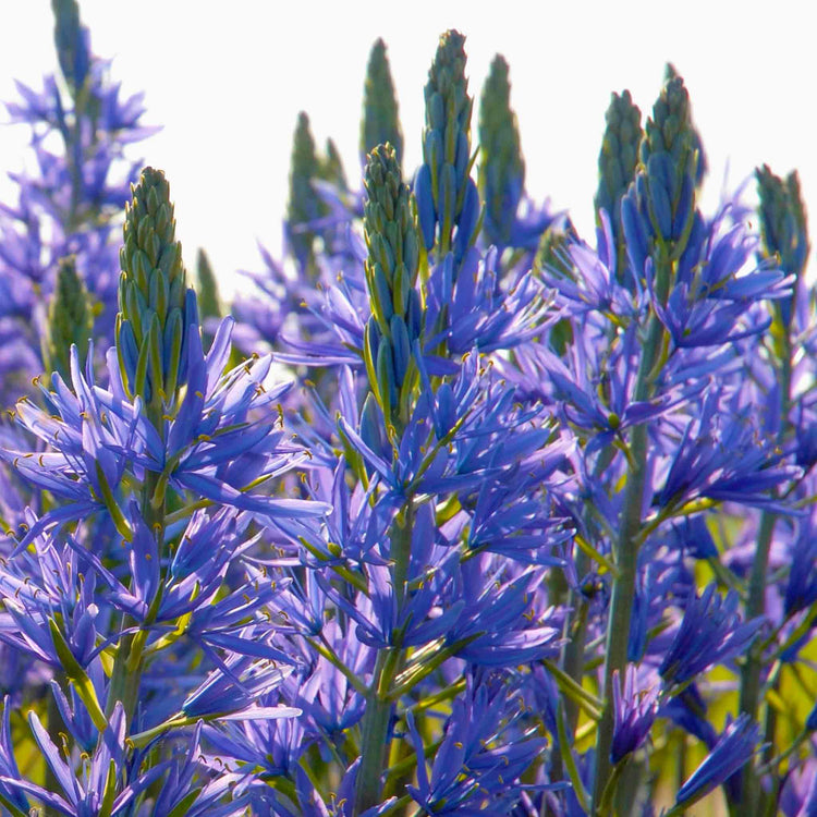 Camassia Leichtlinii Bulbs 'Blue'