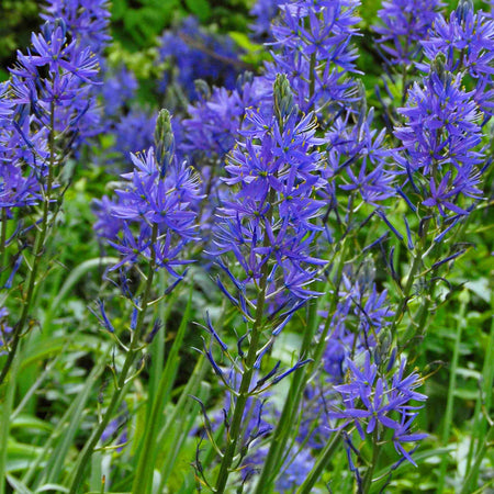 Camassia Leichtlinii Bulbs 'Blue'