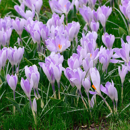 Crocus Bulbs 'Vanguard'