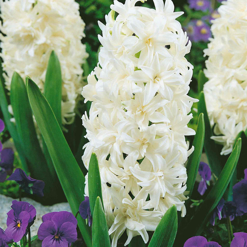 Hyacinth Bulbs 'Double Ben Nevis'