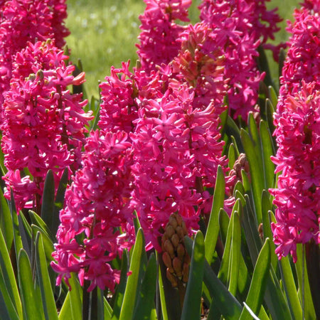 Hyacinth Bulbs 'Jan Bos'