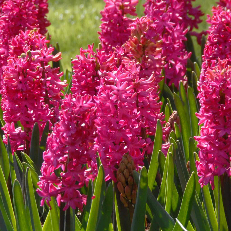 Hyacinth Bulbs 'Jan Bos'