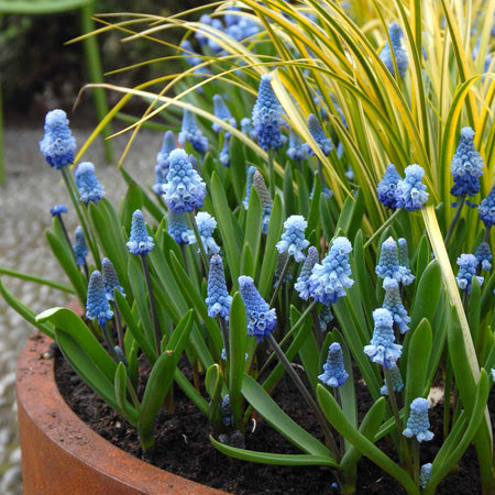 Muscari Bulbs 'Blue Magic'