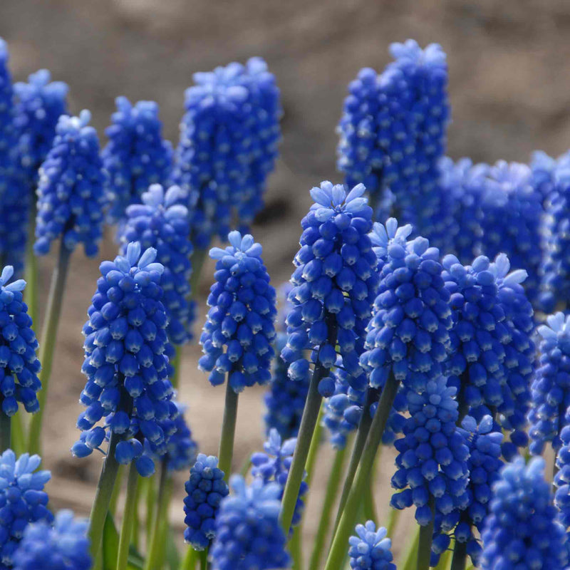 Muscari Bulbs 'Blue Magic'