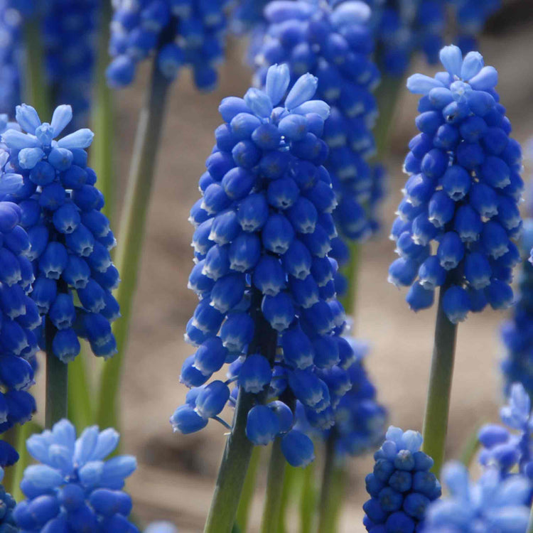 Muscari Bulbs 'Blue Magic'