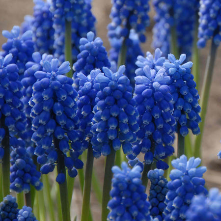 Muscari Bulbs 'Blue Magic'