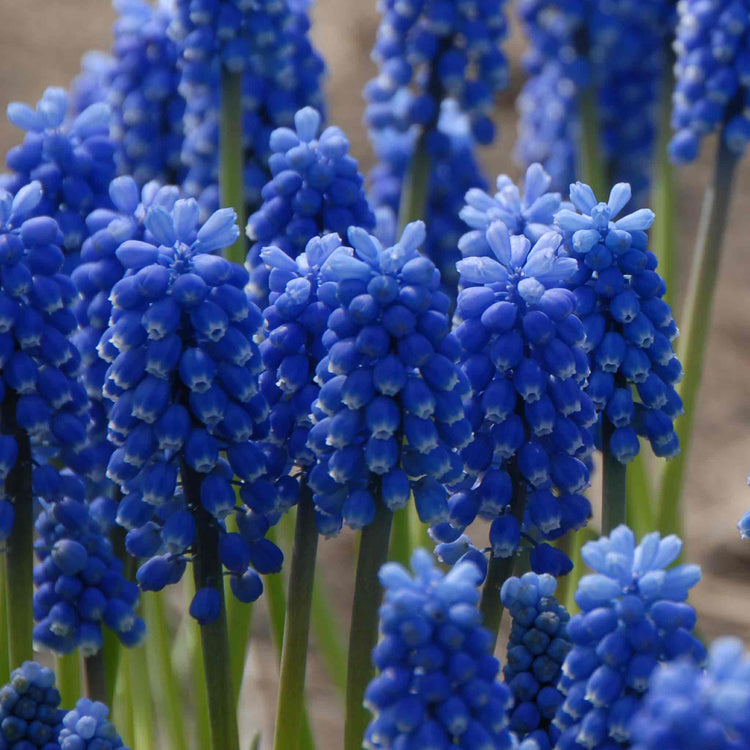 Muscari Bulbs 'Blue Magic'