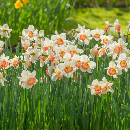 Daffodil Bulbs 'Pink Charm'