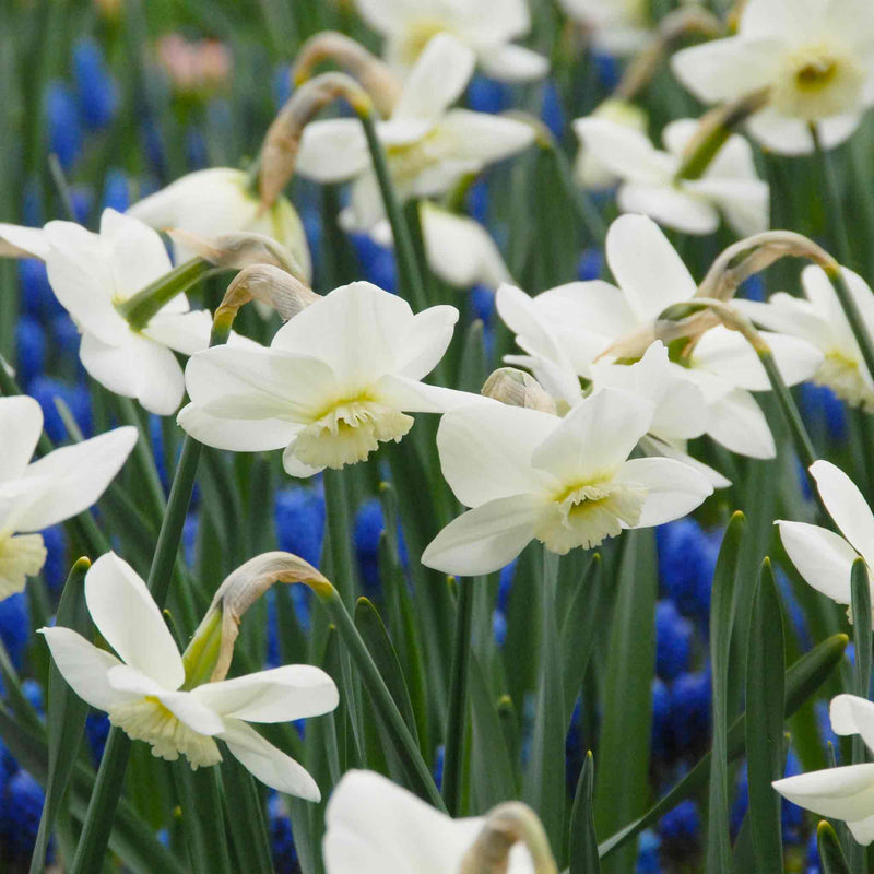 Daffodil Bulbs 'Princes Zaide'