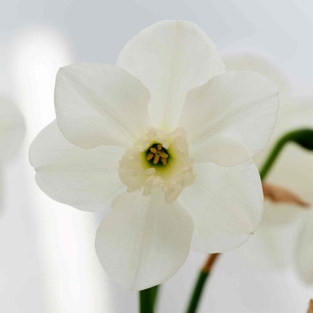 Daffodil Bulbs 'Princes Zaide'