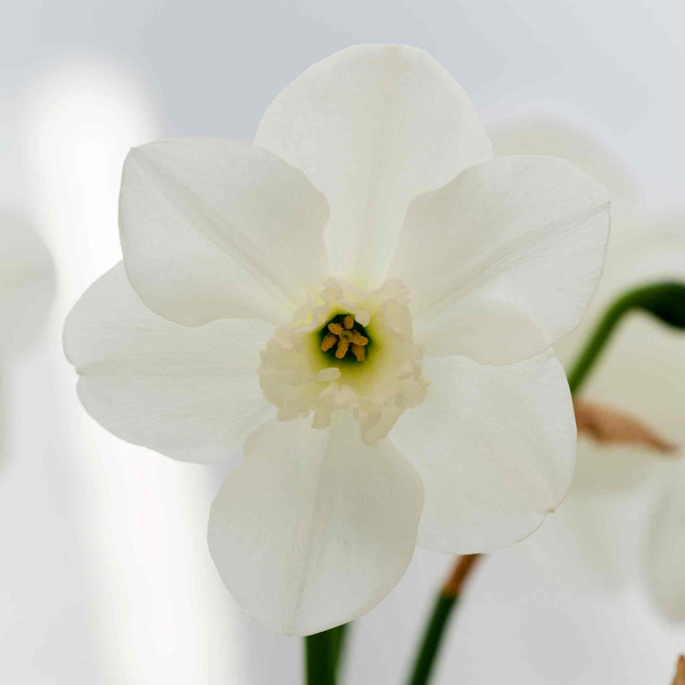 Daffodil Bulbs 'Princes Zaide'