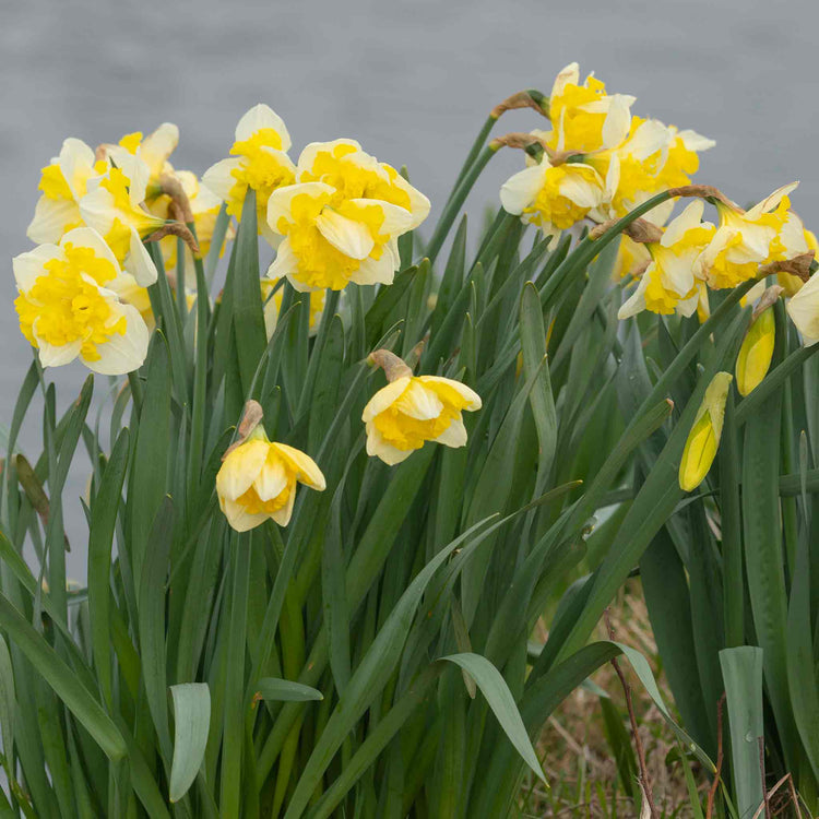 Daffodil Bulbs 'Printal'