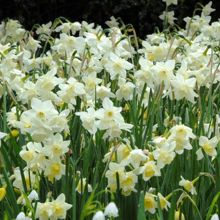 Daffodil Bulbs 'Pueblo'