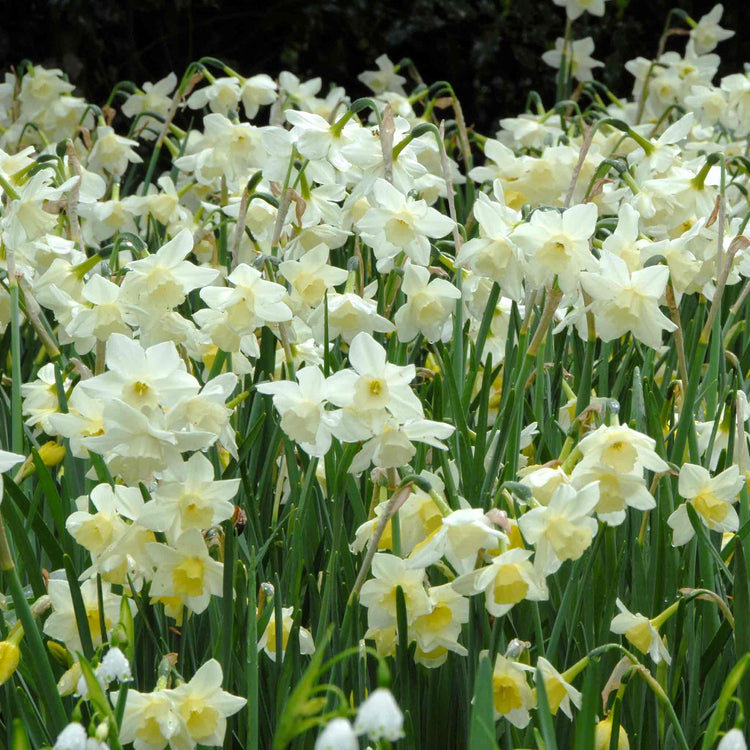 Daffodil Bulbs 'Pueblo'