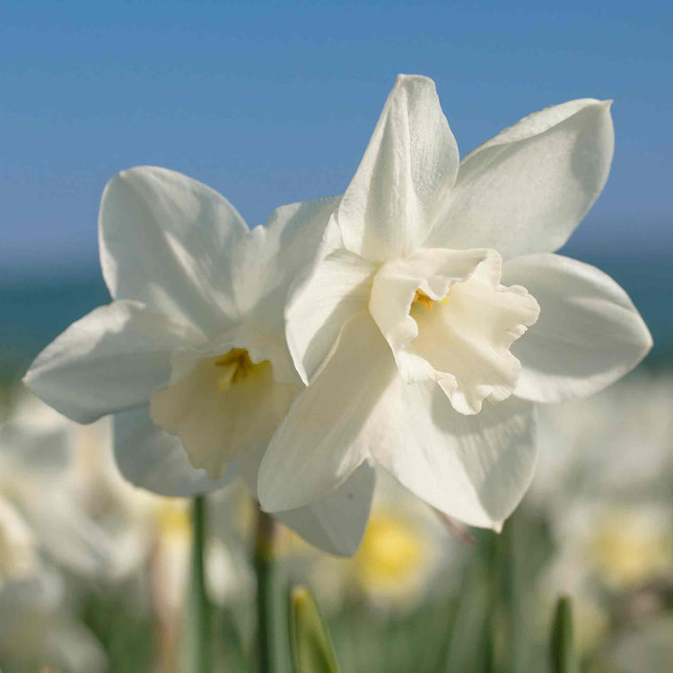 Daffodil Bulbs 'Pueblo'