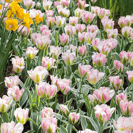 Tulip Bulbs 'China Town'