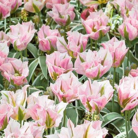 Tulip Bulbs 'China Town'