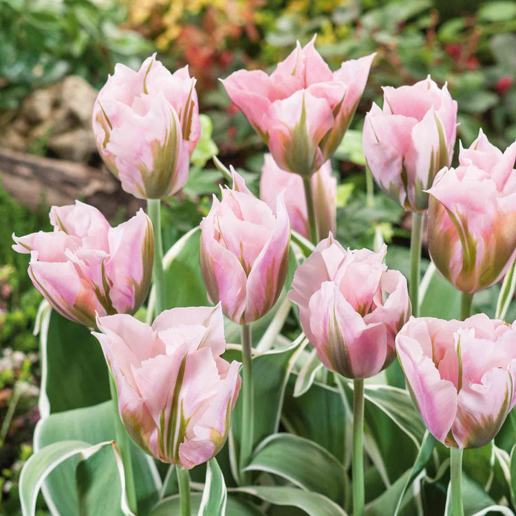Tulip Bulbs 'China Town'