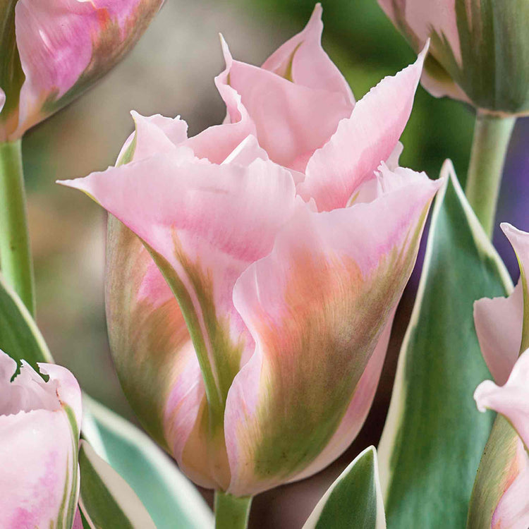 Tulip Bulbs 'China Town'