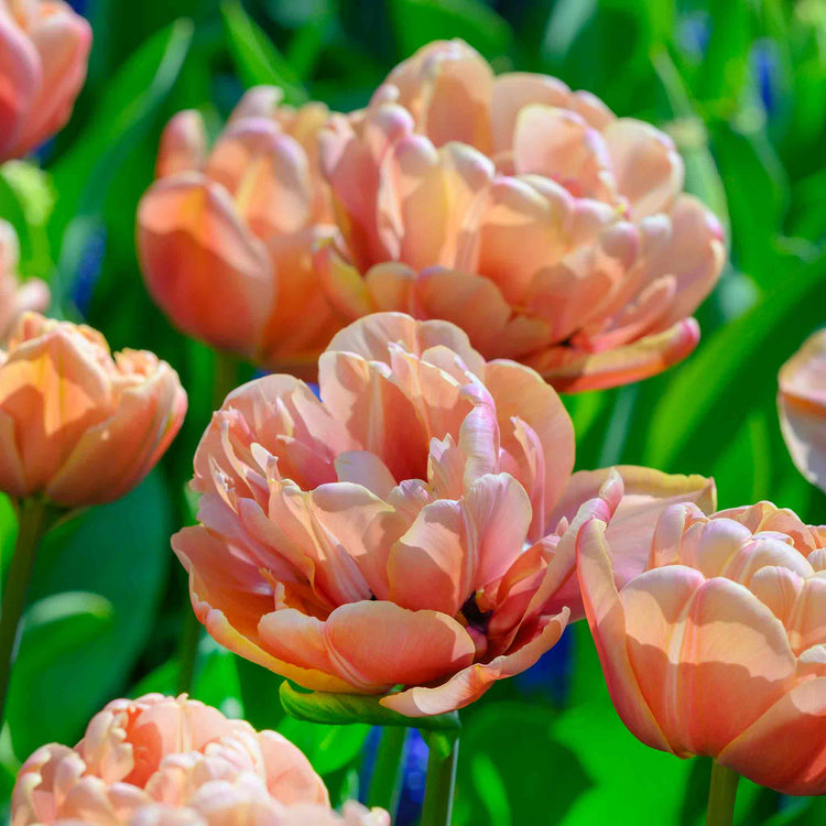 Tulip Bulbs 'Copper Image'