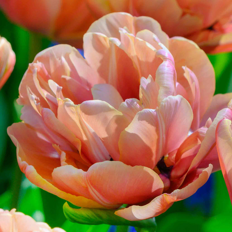 Tulip Bulbs 'Copper Image'