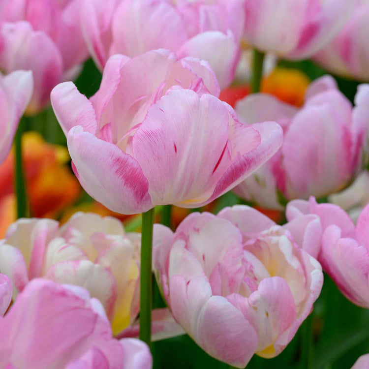 Tulip Bulbs 'Double Shake'