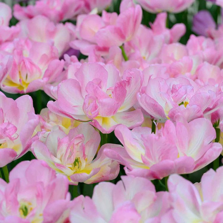 Tulip Bulbs 'Double Shake'