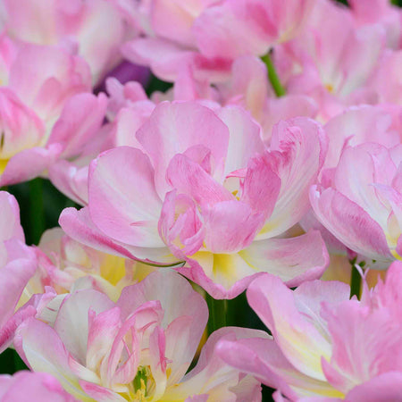 Tulip Bulbs 'Double Shake'