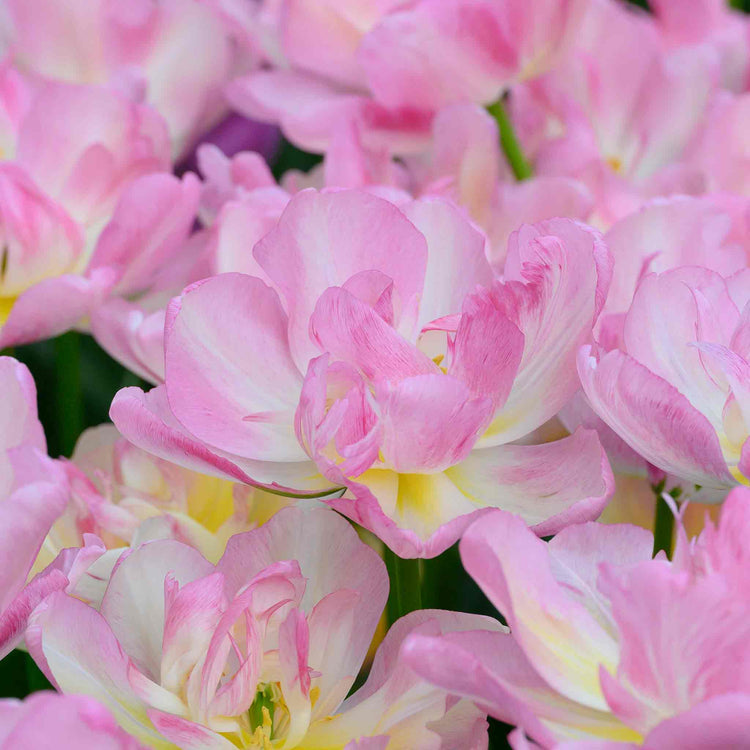 Tulip Bulbs 'Double Shake'