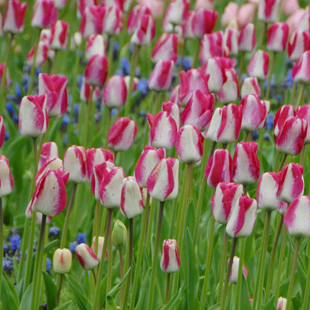 Tulip Bulbs 'Mata Hari'