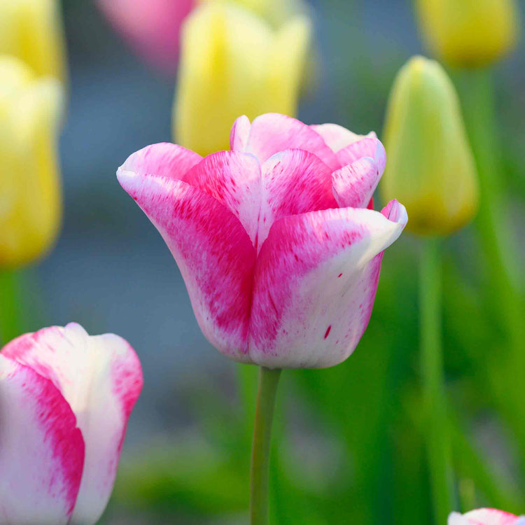 Tulip Bulbs 'Mata Hari'