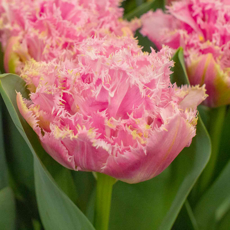 Tulip Bulbs 'Perth'