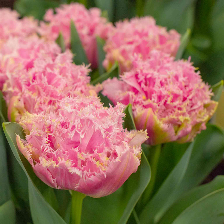 Tulip Bulbs 'Perth'