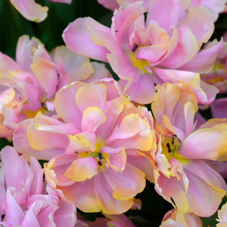 Tulip Bulbs 'Pink Star'