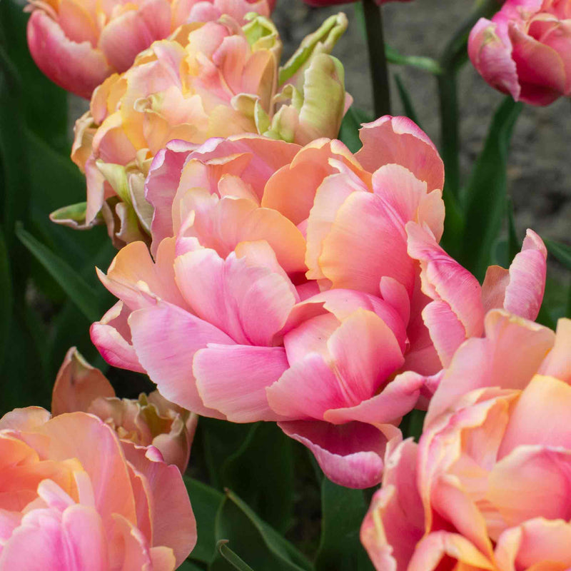 Tulip Bulbs 'Pink Star'