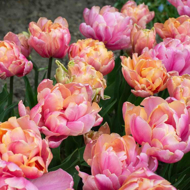 Tulip Bulbs 'Pink Star'
