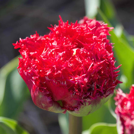 Tulip Bulbs 'Qatar'