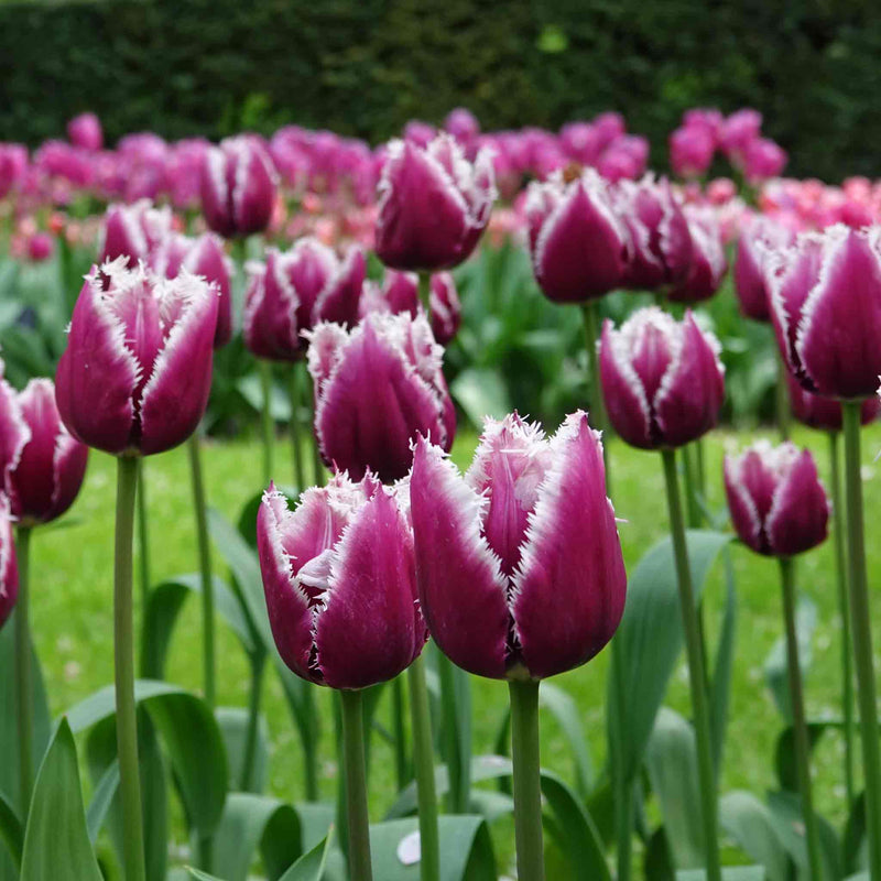 Tulip Bulbs 'San Martin'