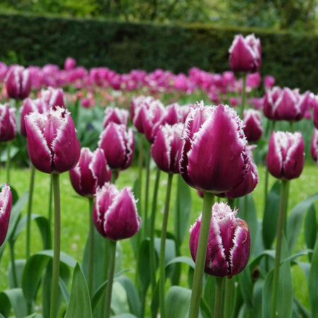 Tulip Bulbs 'San Martin'