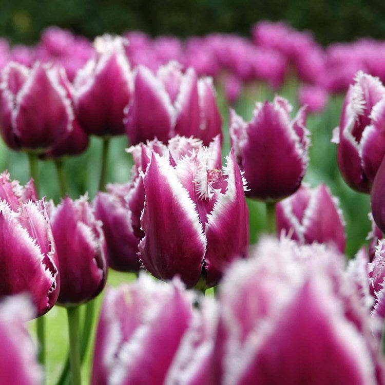 Tulip Bulbs 'San Martin'