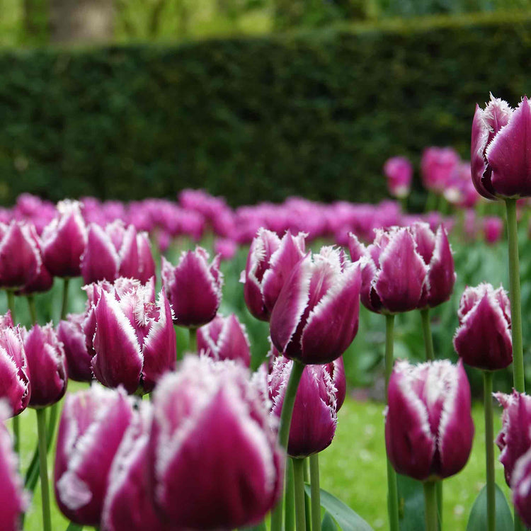 Tulip Bulbs 'San Martin'