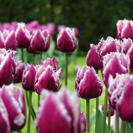 Tulip Bulbs 'San Martin'