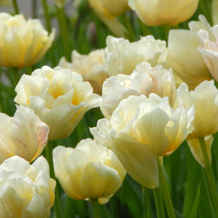 Tulip Bulbs 'Silk Road'