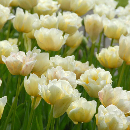 Tulip Bulbs 'Silk Road'
